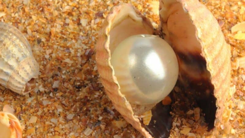 Pearls Jewelry