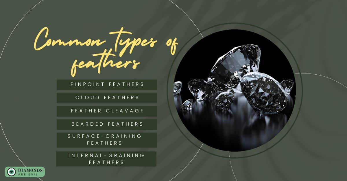Common types of feathers